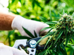 Las existencias de cannabis aumentan mientras Trump evalúa la reprogramación de la marihuana