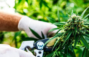 Las existencias de cannabis aumentan mientras Trump evalúa la reprogramación de la marihuana