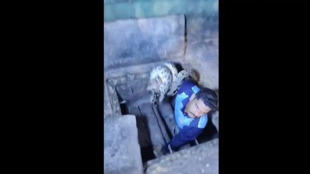MumbaiPOliceSnakeRescue-1765961744457_d.png