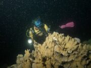 Desove de corales en la Gran Barrera de Coral