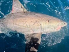 Gran tiburón blanco capturado y liberado en Barwon Heads
