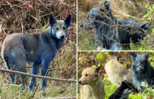 Nueva teoría sobre los perros azules de Chernobyl es repugnante