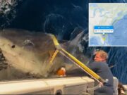 El tiburón macho más grande Contender es visto moviéndose hacia el sur cerca de la línea Florida Georgia