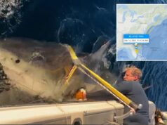 El tiburón macho más grande Contender es visto moviéndose hacia el sur cerca de la línea Florida Georgia