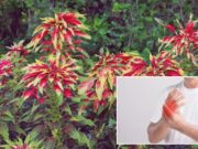Planta tradicional brasileña muestra fuerza inesperada contra la artritis: investigación