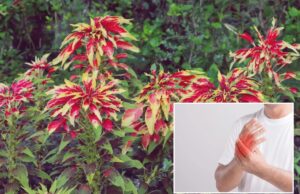 Planta tradicional brasileña muestra fuerza inesperada contra la artritis: investigación