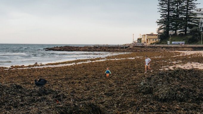Las algas marinas asfixian las playas de Sídney a medida que se acerca la ola de calor
