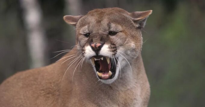 Horror cuando una mujer muere mutilada por un puma en el primer caso desde 1999