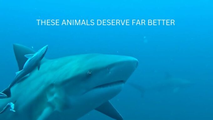 Vídeo promocional de la barrera Sharksafe