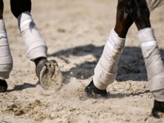 Kona Gold, Christophe Clement y John Shirreffs elegidos para el Salón de la Fama de las carreras