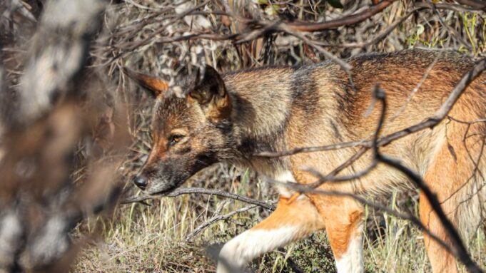 Entrega de bebidas a dingos en el Parque Nacional Wyperfeld devastado por incendios forestales