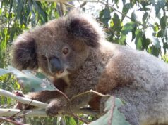 Los conservacionistas temen que el plan del gobierno de Minnesota fracase sin cambios en los límites