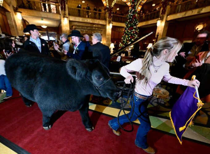 Los subastadores dan voz al National Western Stock Show