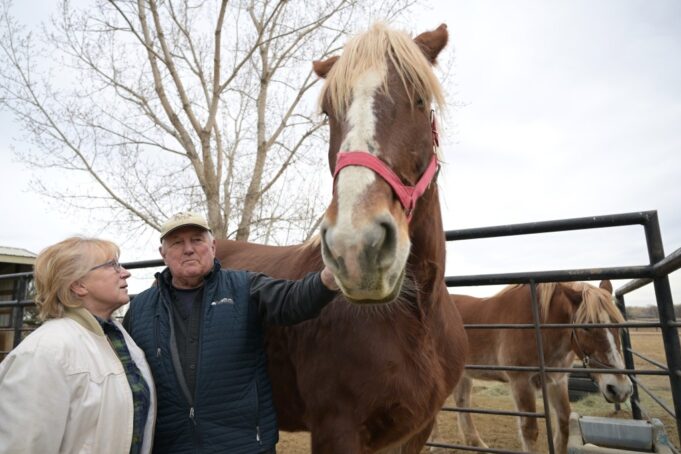 Un hombre del área de Longmont ayudó a revivir los espectáculos de caballos de tiro en el National Western Stock Show