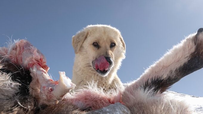 Los perros salvajes en esta región del Himalaya están superando a los leopardos de las nieves