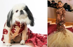 Perros de Nueva York recrean looks de celebridades de la alfombra roja de los Globos de Oro en el primer ‘Golden Paws’