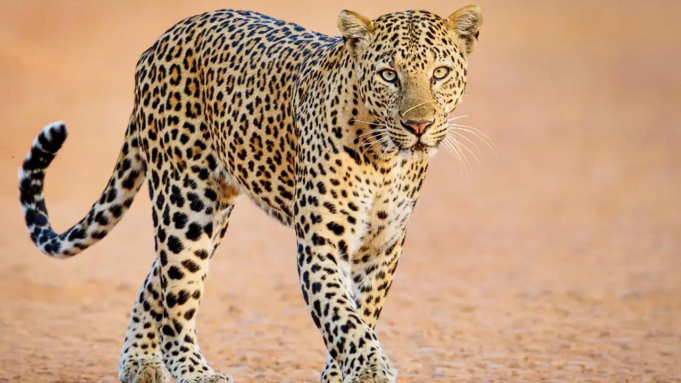 Leopardo avistado en Durg Tekdi en Nigdi; entrada pública restringida
