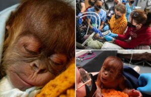 Nace orangután por cesárea en zoológico de Memphis