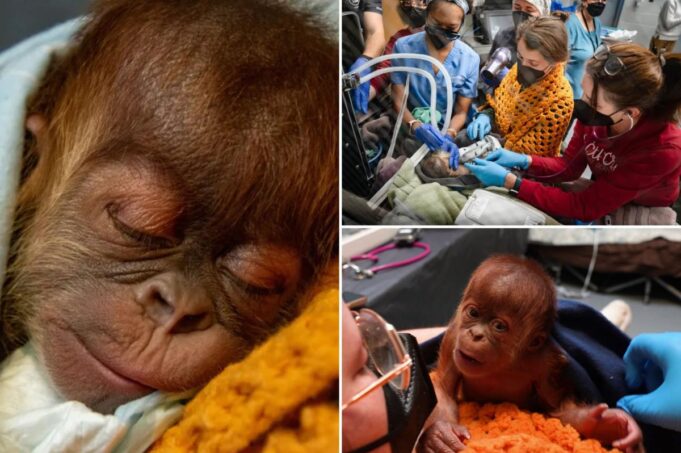 Nace orangután por cesárea en zoológico de Memphis