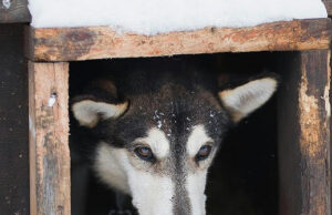 Mascotas familiares y ganado en riesgo en medio de la tormenta invernal