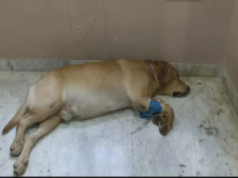 ChatGPT ayudó a salvar a mi perro cuando los veterinarios me rechazaron, afirma un hombre en una publicación de Reddit