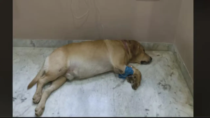 ChatGPT ayudó a salvar a mi perro cuando los veterinarios me rechazaron, afirma un hombre en una publicación de Reddit