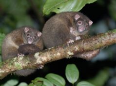 Diecinueve nuevas especies agregadas a la lista