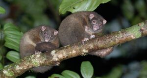 Diecinueve nuevas especies agregadas a la lista