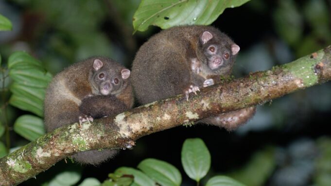 Diecinueve nuevas especies agregadas a la lista
