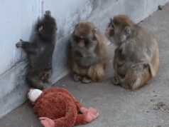 Punch the Monkey capta la atención mundial