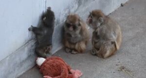 Punch the Monkey capta la atención mundial