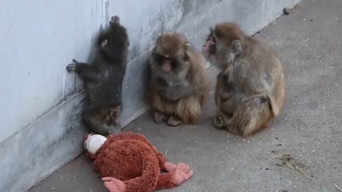 Punch the Monkey capta la atención mundial