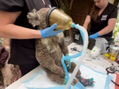 Koalas bajo cuidado: noticias tristes y buenas noticias