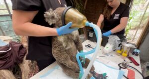 Koalas bajo cuidado: noticias tristes y buenas noticias