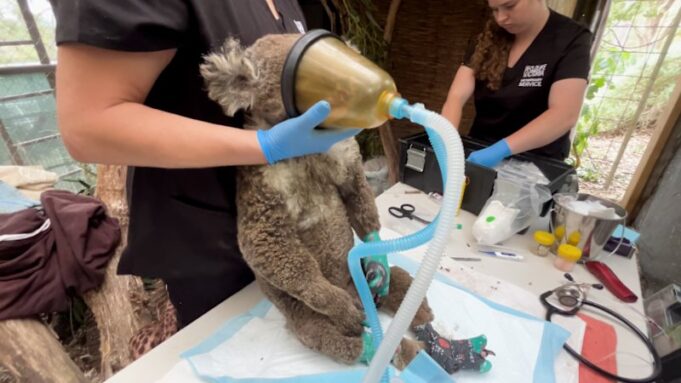Una pregunta que los veterinarios deben responder cuando luchan para salvar a los koalas