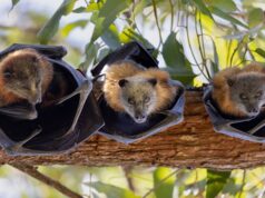 Suburbios de Sydney donde los desarrolladores están matando legalmente a la mayoría de los animales nativos