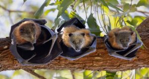 Suburbios de Sydney donde los desarrolladores están matando legalmente a la mayoría de los animales nativos