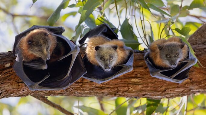 Suburbios de Sydney donde los desarrolladores están matando legalmente a la mayoría de los animales nativos