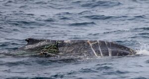 Las autoridades buscan una ballena juvenil enredada cerca del promontorio Wilsons
