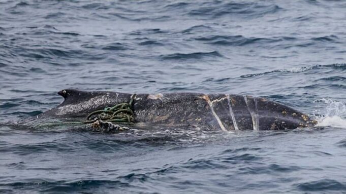 Las autoridades buscan una ballena juvenil enredada cerca del promontorio Wilsons