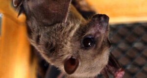 Impresionantes imágenes de la cueva de los murciélagos capturan por primera vez el riesgo de propagación de enfermedades