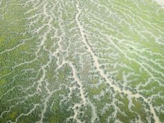 Verano extremo de incendios e inundaciones seguido de riesgo de incendios forestales en otoño