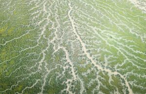 Informe encuentra condiciones superiores al promedio a pesar de la sequía y el blanqueamiento de los corales