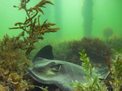 La proliferación de algas en Sudáfrica se extiende hacia el norte, hacia una de las maravillas marinas del mundo