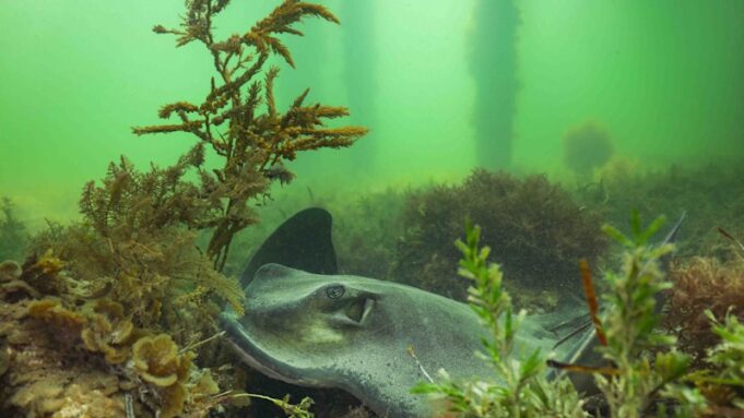 La proliferación de algas en Sudáfrica se extiende hacia el norte, hacia una de las maravillas marinas del mundo