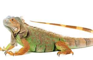 ¿Vas por unos segundos?