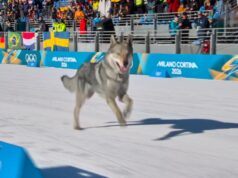 Un perro hace un cameo olímpico en una pista de esquí de fondo en los Juegos
