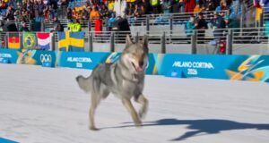 Un perro hace un cameo olímpico en una pista de esquí de fondo en los Juegos