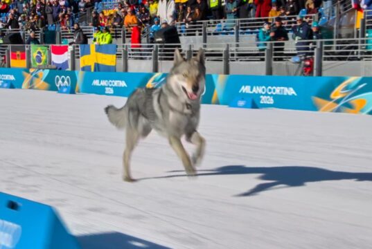 Un perro hace un cameo olímpico en una pista de esquí de fondo en los Juegos