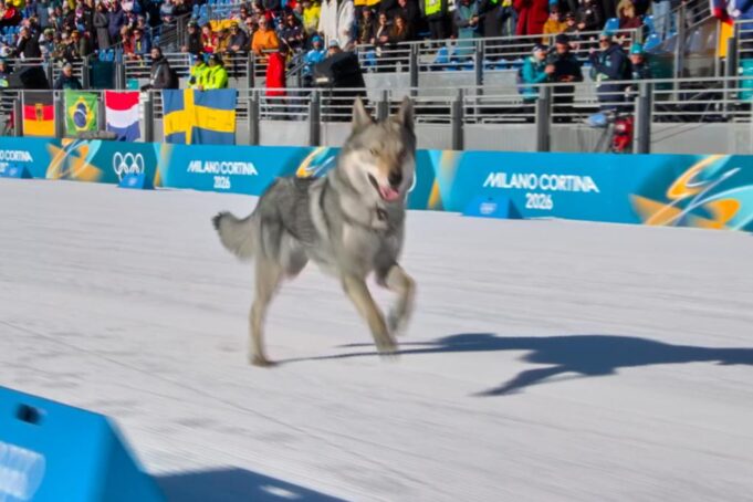 Un perro hace un cameo olímpico en una pista de esquí de fondo en los Juegos